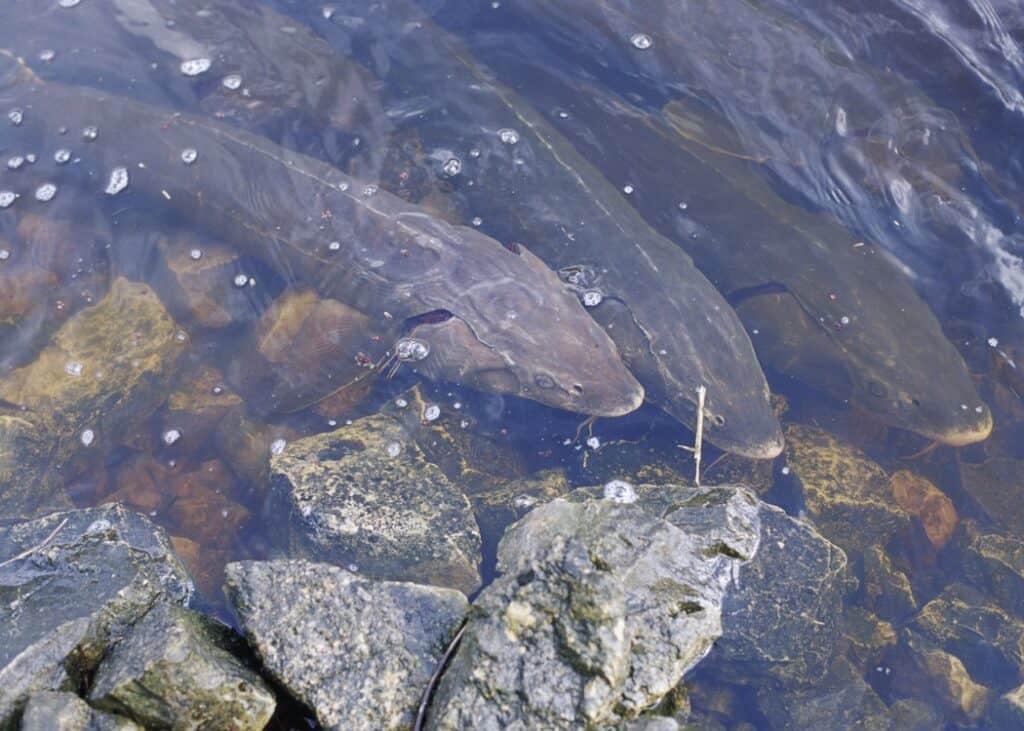 RSLake Sturgeon USFWS FPWC