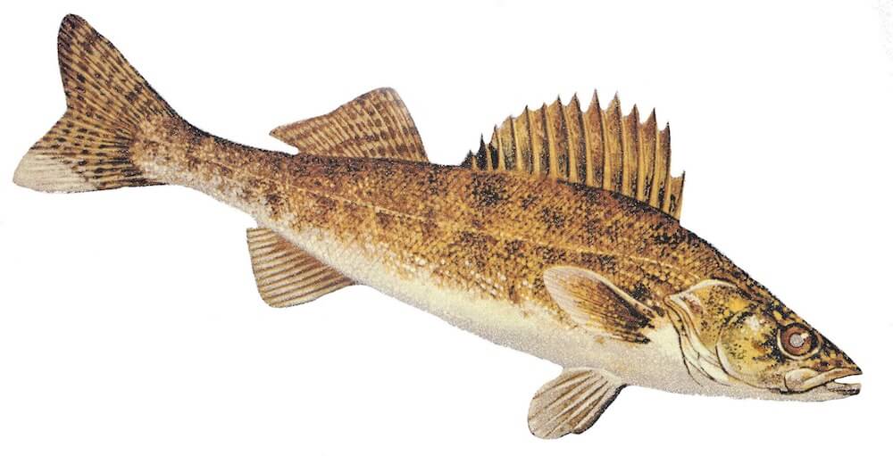 walleye fish illustration