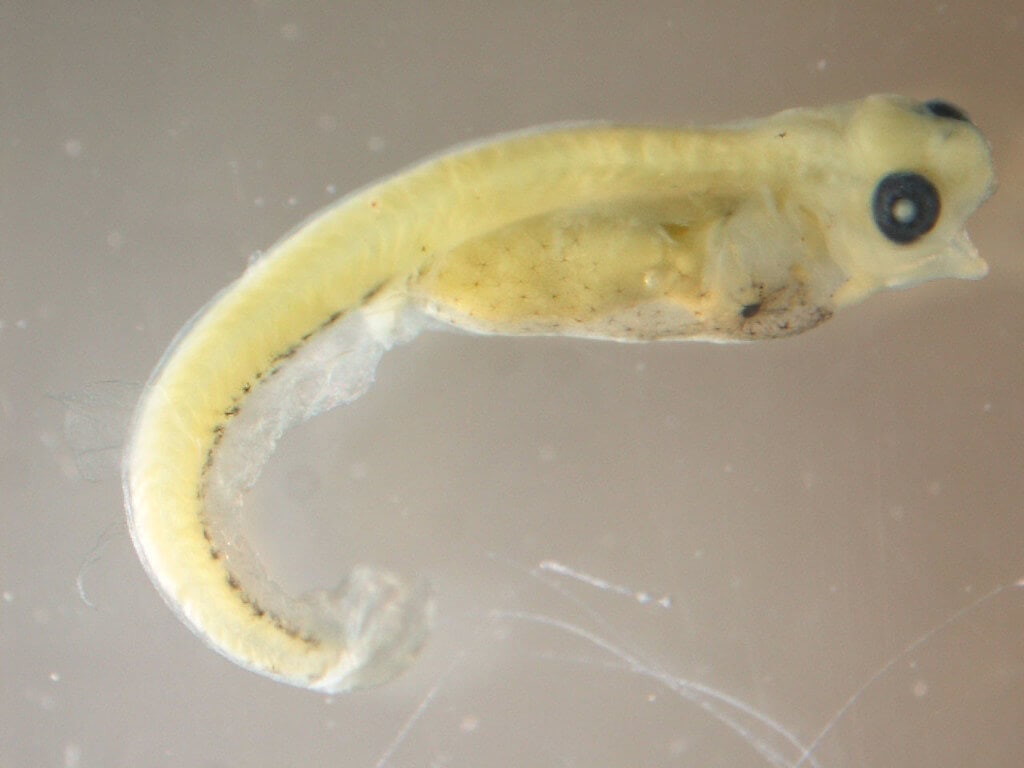 walleye fish spawn