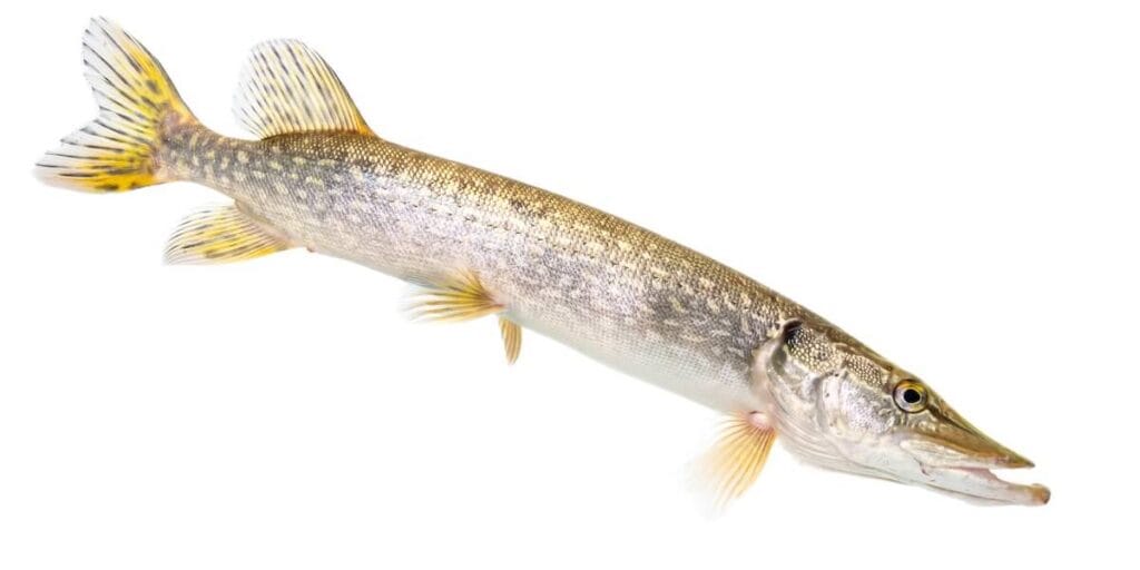 northern pike fish