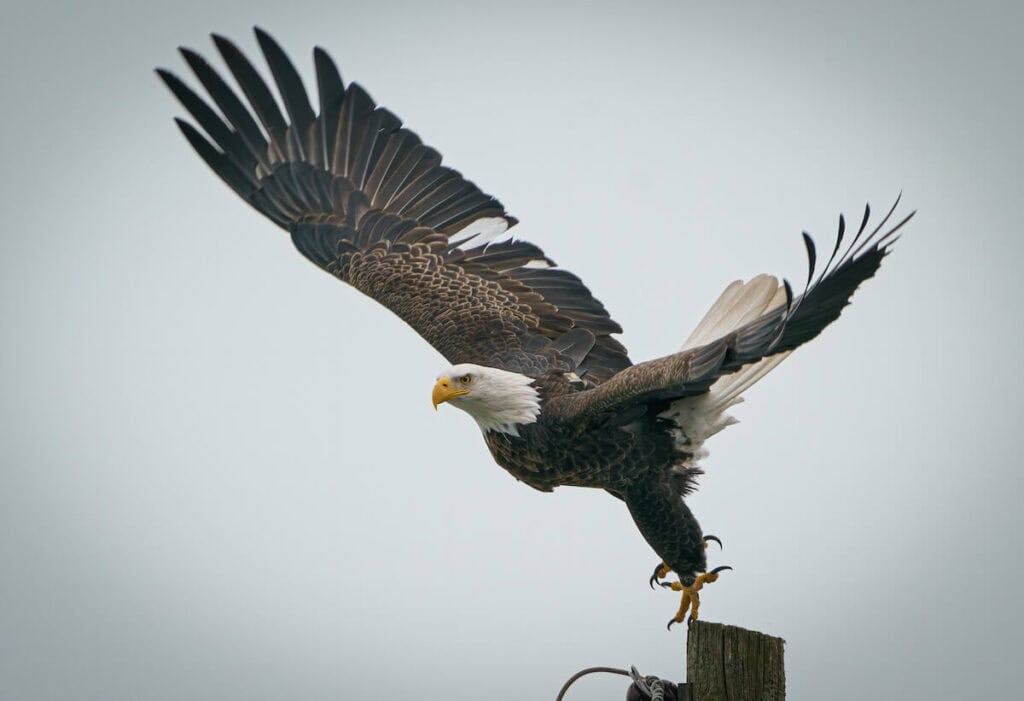 bald eagle