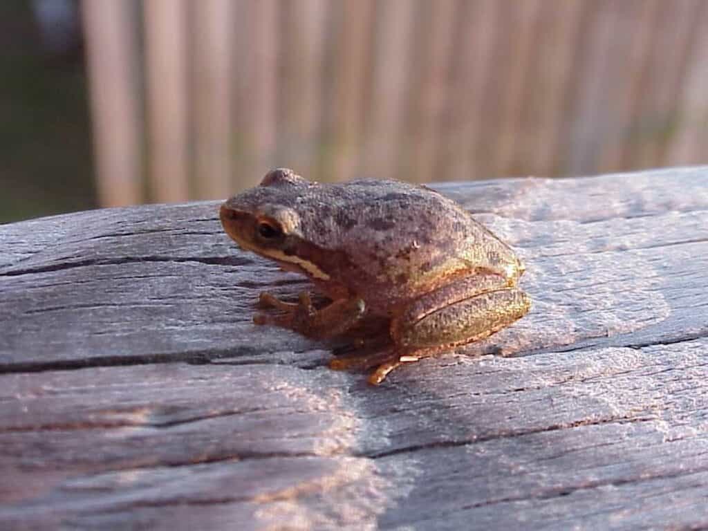chorus frog