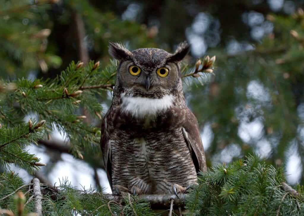 great horned owl