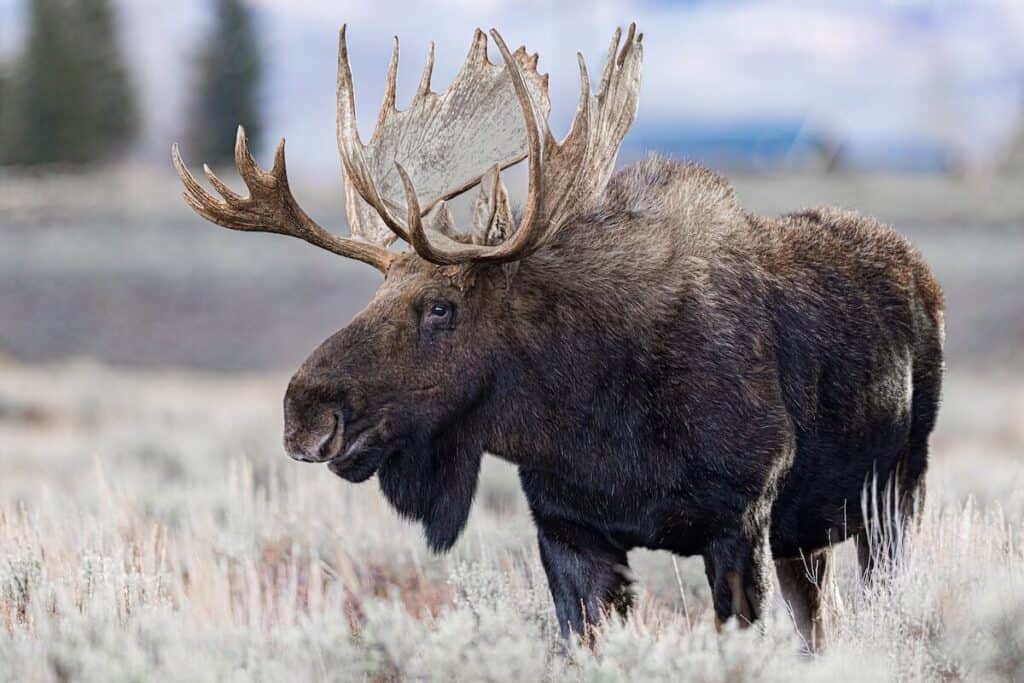moose