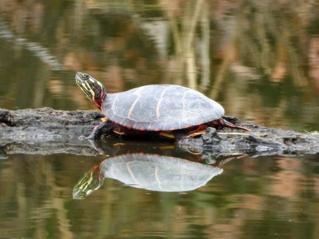 painted turtle