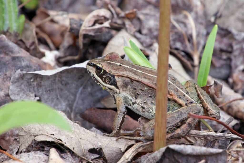 wood frog