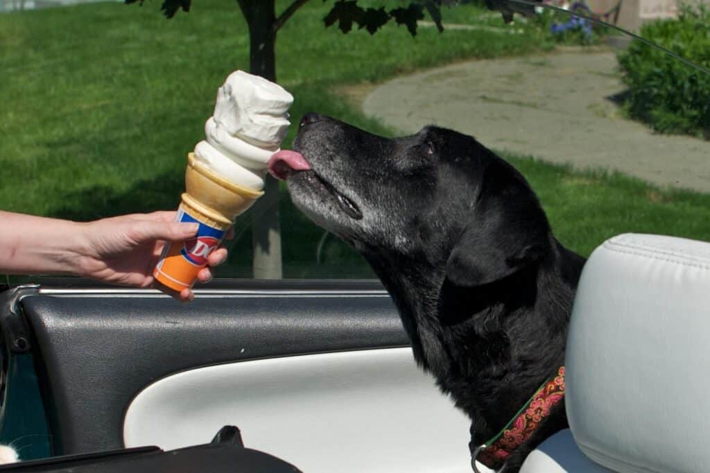 dq cone dog