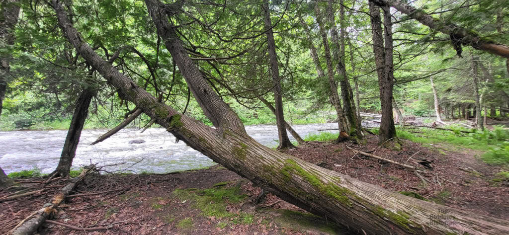 old cedar bottom
