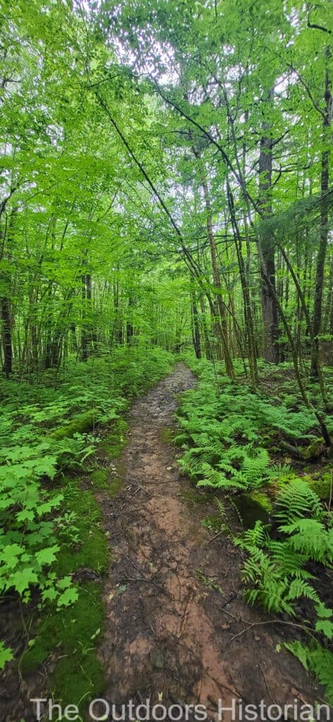 A view of the North County Trail through a green, young growth forest.