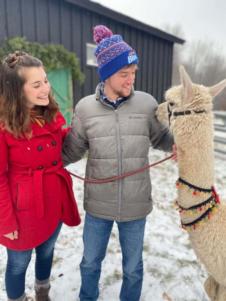 Suri Fina Alpaca Farm in Washburn, Wisconsin on Lake Superior. Alpaca farms in Wisconsin. Things to do in Washburn.