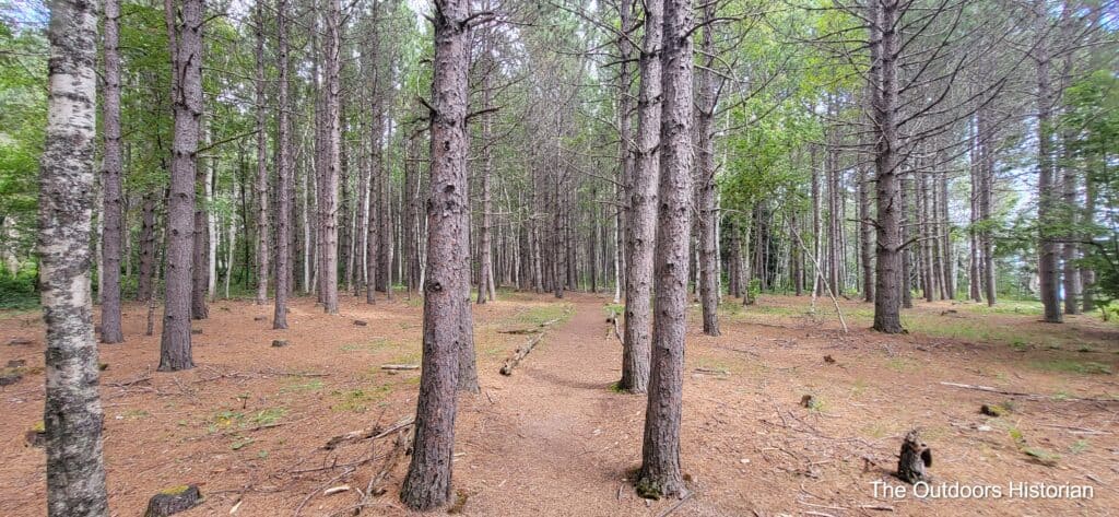 The single track trail through the Norway Pine plantation.