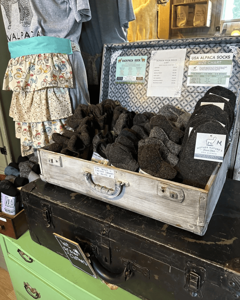 Suri Fina Alpaca Farm in Washburn, Wisconsin on Lake Superior. Alpaca farms in Wisconsin. Things to do in Washburn.