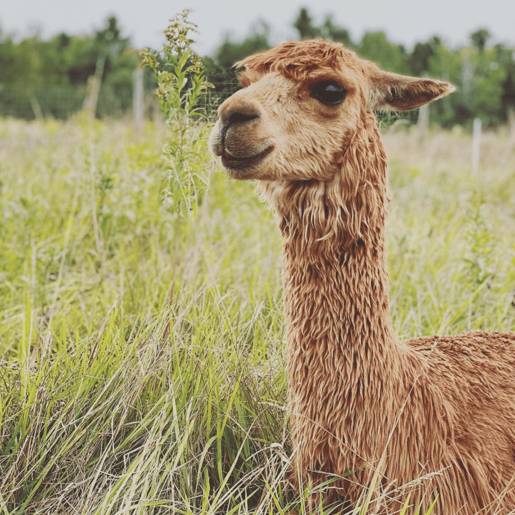 Suri Fina Alpaca Farm in Washburn, Wisconsin on Lake Superior. Alpaca farms in Wisconsin. Things to do in Washburn.