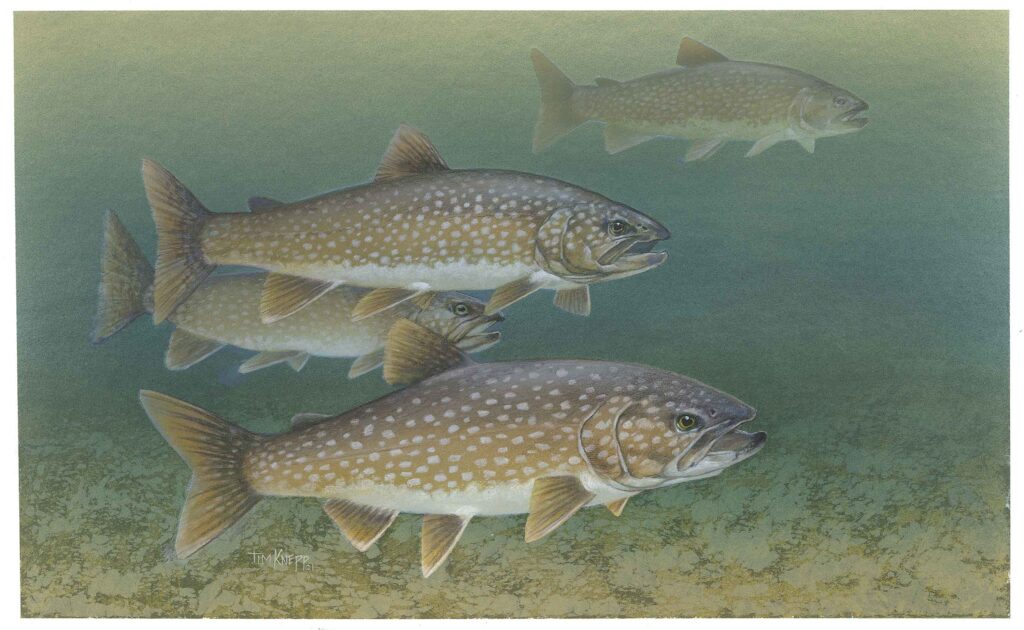 Illustration of several lake trout under water